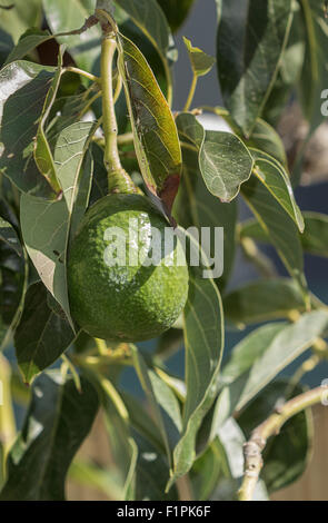 Avocado cresce su sfondo sfocato di un albero di avocado in estate nel sud della California, Stati Uniti Foto Stock