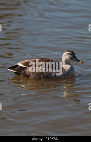 Orientale o Spotbill Cinese (Anas zonorhyncha paecilorhyncha). Sottospecie. migratori dedicarmi di acqua dolce di anatra. Foto Stock