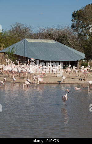 Maggiore fenicotteri (Phoenicopterus roseus), la sezione di un gregge di 260 uccelli - sulla vista per visitatori umani. WWT. Slimbridge, UK. Foto Stock