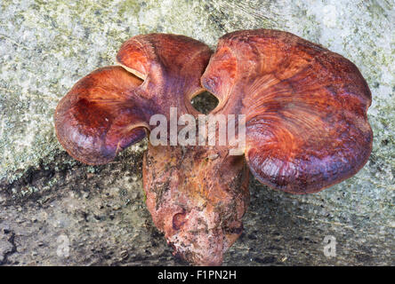 Bistecca di manzo fungo noto anche come lingua di bue (Fistulina hepatica) è un parassita staffa fungo che cresce spesso sulla quercia e provoca una Foto Stock