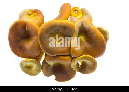 Mazzetto di Omphalotus olearius- Jack o'Lanterna fungo isolato su sfondo bianco Foto Stock