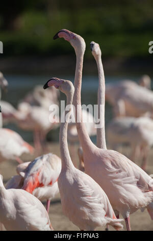 Maggiore fenicotteri (Phoenicopterus roseus). Tre di un gregge di 260 uccelli, 'testa flagging" - sulla vista per i visitatori WWT SLIMBRIDGE. Foto Stock