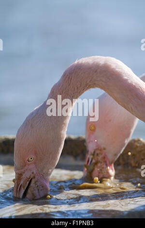 Maggiore fenicotteri (Phoenicopterus roseus). Filtro di alimentazione provvisto di un formulato 'Soup'. WWT , Slimbridge, Glos. Inghilterra Foto Stock