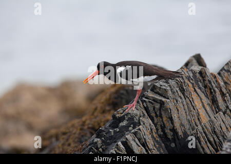 Eurasian Oystercatcher (Haematopus ostralegus). Iona. Ebridi Interne. Costa ovest della Scozia. Giugno. Proteggere il territorio di nidificazione. Foto Stock