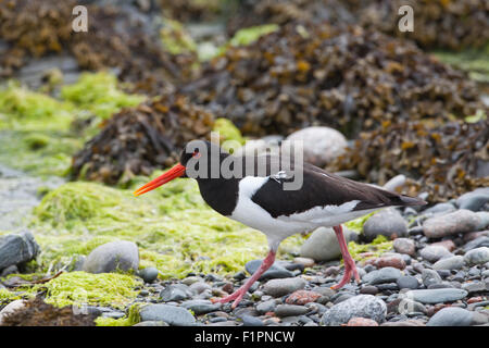 (Oystercatcher Haematopus ostralegus). Iona. Ebridi Interne. Costa ovest della Scozia. Giugno. Foto Stock