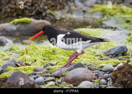 (Oystercatcher Haematopus ostralegus). Iona. Ebridi Interne. Costa ovest della Scozia. Giugno. A piedi. Foto Stock