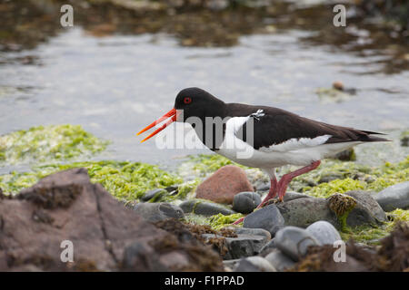 (Oystercatcher Haematopus ostralegus). Iona. Ebridi Interne. Costa ovest della Scozia. Giugno. Chiamando. Foto Stock