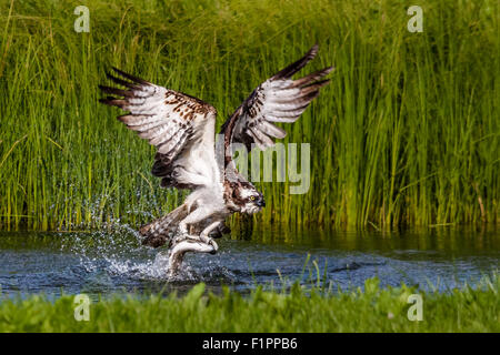 Falco pescatore (Pandion haliaetus) cattura del pesce. Foto Stock