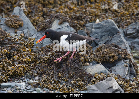 (Oystercatcher Haematopus ostralegus). Tra la vescica wrack alghe sul litorale. Iona. Ebridi Interne. Costa ovest della Scozia. Foto Stock