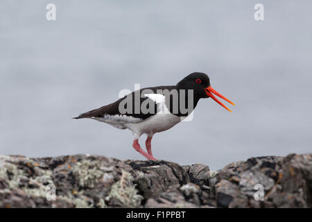 (Oystercatcher Haematopus ostralegus). Iona. Ebridi Interne. Costa ovest della Scozia. Chiamando. Foto Stock