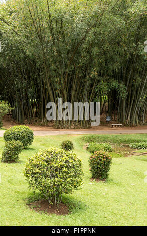 Bambù giganti, Royal Botanical Garden di Peradeniya vicino a Kandy, Sri Lanka Foto Stock