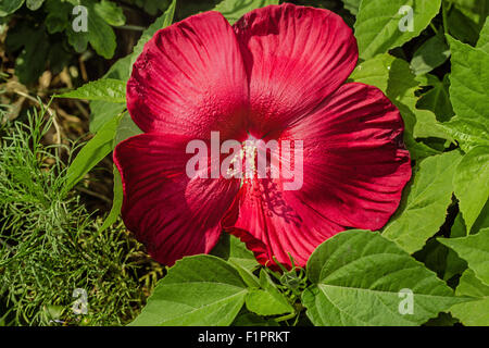 Bel rosso fiori di ibisco Foto Stock