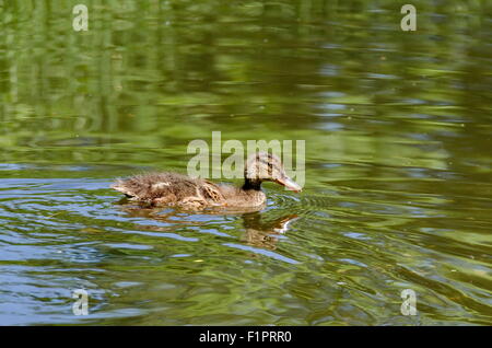 Piccolo anatroccolo nuotare nel laghetto presso il Park, Sofia Bulgaria Foto Stock