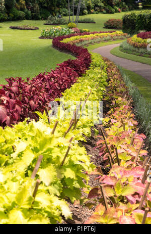 Flower Garden al Reale Orto Botanico di Peradeniya vicino a Kandy, Sri Lanka Foto Stock