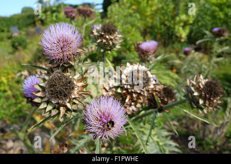 Herefordshire, Regno Unito. 6 Settembre, 2015. Un Bumble Bee cerca l'ultimo nettare e polline su uno dei pochi rimasti il cardo le teste dei fiori su una soleggiata mattina calda. La maggior parte dei fiori di cardo sono ora passati alle sementi come estate svanisce. Foto Stock