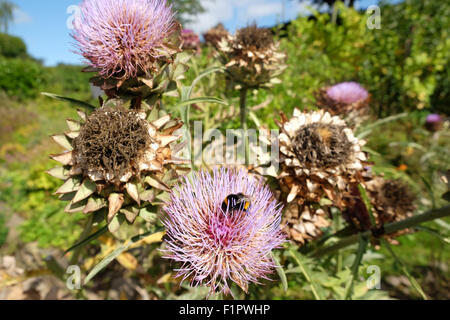 Herefordshire, Regno Unito. 6 Settembre, 2015. Un Bumble Bee cerca l'ultimo nettare e polline su uno dei pochi rimasti il cardo le teste dei fiori su una soleggiata mattina calda. La maggior parte dei fiori di cardo sono ora passati alle sementi come estate svanisce. Foto Stock