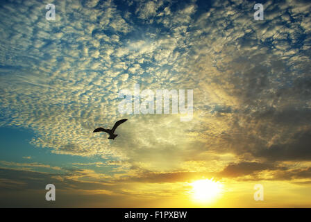 Belle le nuvole al tramonto e battenti gabbiani Foto Stock