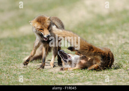 Due volpi rosse / Rotfuechse ( Vulpes vulpes ), rivali nella feroce lotta, una lotta, che si rincorrono. Foto Stock