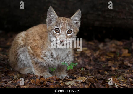 Lince euroasiatica cub, 2 mesi di età Foto Stock