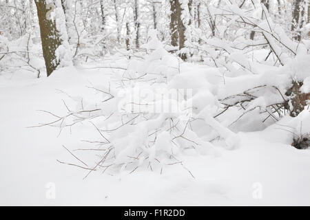 I cespugli e gli alberi della foresta coperta con un fresco e visualizza Foto Stock