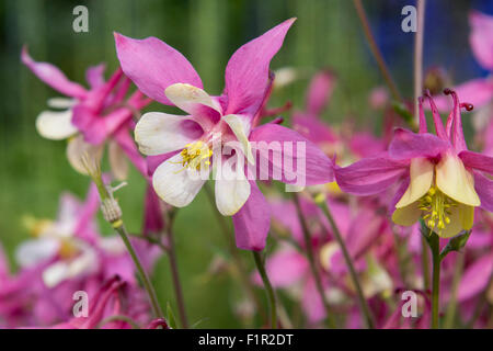 L'Islanda, Akureyri. Giardino Botanico (aka Lystigardurinn), la più settentrionale del giardino nel mondo, aperto nel 1912. Columbines rosa Foto Stock