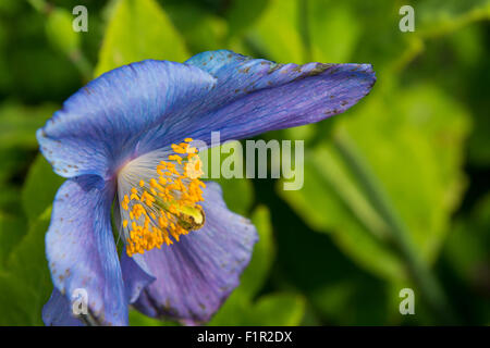 L'Islanda, Akureyri. Giardino Botanico (aka Lystigardurinn), la più settentrionale del giardino nel mondo, aperto nel 1912. Papaveri blu. Foto Stock