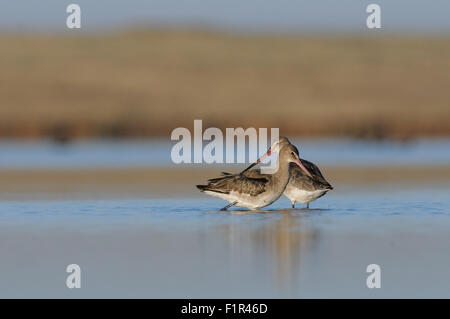 Passeggiata mattutina di due Black-tailed godwits in acqua poco profonda Foto Stock