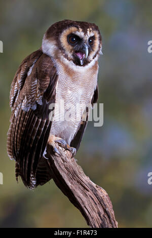 Ritratto di un legno marrone Owl Foto Stock