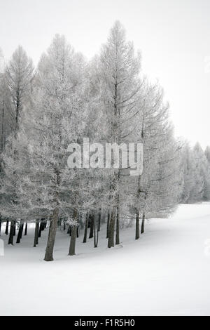 Stark scena invernale con coperta di neve alberi Foto Stock