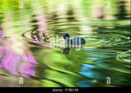 Bristol, Regno Unito. 6 Settembre, 2015. Baby gallinelle d'acqua mettere in pratica i loro primi passi e nuotate nel lago a Eastville Park, Bristol . Gallinelle d'acqua sono residenti nel locale di corpi di acqua nel Regno Unito e raramente viaggiare lontano. Foto Stock