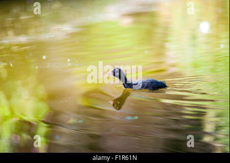 Bristol, Regno Unito. 6 Settembre, 2015. Baby gallinelle d'acqua mettere in pratica i loro primi passi e nuotate nel lago a Eastville Park, Bristol . Gallinelle d'acqua sono residenti nel locale di corpi di acqua nel Regno Unito e raramente viaggiare lontano. Foto Stock