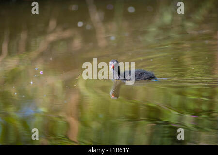 Bristol, Regno Unito. 6 Settembre, 2015. Baby gallinelle d'acqua mettere in pratica i loro primi passi e nuotate nel lago a Eastville Park, Bristol . Gallinelle d'acqua sono residenti nel locale di corpi di acqua nel Regno Unito e raramente viaggiare lontano. Foto Stock