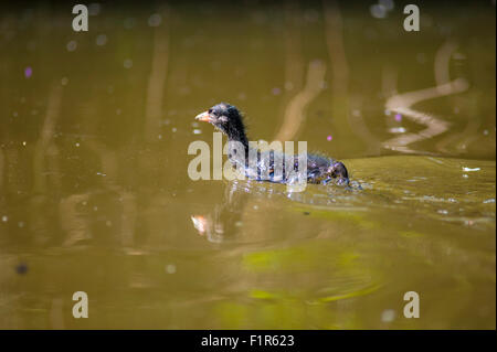 Bristol, Regno Unito. 6 Settembre, 2015. Baby gallinelle d'acqua mettere in pratica i loro primi passi e nuotate nel lago a Eastville Park, Bristol . Gallinelle d'acqua sono residenti nel locale di corpi di acqua nel Regno Unito e raramente viaggiare lontano. Foto Stock