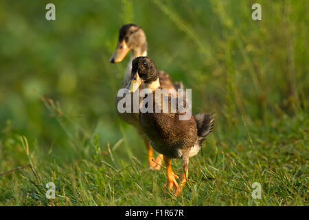 Duck è il nome comune per un gran numero di specie di Anatidi famiglia di uccelli che comprende anche i cigni e oche. Foto Stock