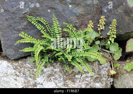 Spleenwort comune (Asplenium trichomanes) e la parete Centella (Umbilicus rupestris) cresce in un secco muro di pietra, Penzance, Cornwa Foto Stock