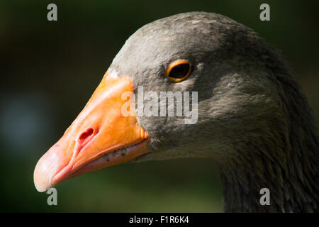 Anatra, oca, la spatola, cormorano, Toucan, Pelican closup, in un lago, la fauna selvatica fotografia, mammiferi, oasi di anatra Foto Stock