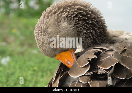 Anatra, oca, la spatola, cormorano, Toucan, Pelican closup, in un lago, la fauna selvatica fotografia, mammiferi, oasi di anatra Foto Stock