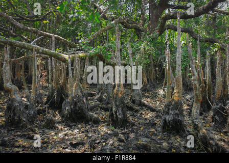 Gigantesche radici aeree della pianta sonneratia, uno degli alberi di mangrovie che crescono sul paesaggio costiero del Parco Nazionale di Ujung Kulon in Indonesia. Foto Stock
