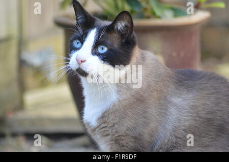 Gatto con gli occhi blu Foto Stock