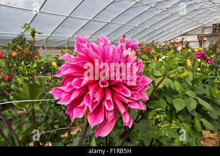 Dahlia 'Emory Paul' crescente nel tunnel, il primo vincitore del premio. Foto Stock