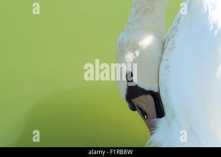 Swan, primo piano del cigno, testa di cigno, swan in un lago, lago backgournd, wildlife swan foto Foto Stock