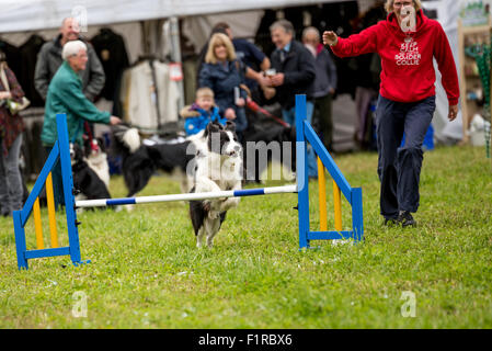 Un Collie cross hurdling durante un cane agilità della concorrenza a Beckbury Show 2015 Shropshire REGNO UNITO Foto Stock