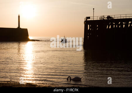 Silhouette di una barca da pesca che entrano in porto al tramonto con un cigno in primo piano a Aberystwyth Wales UK Foto Stock