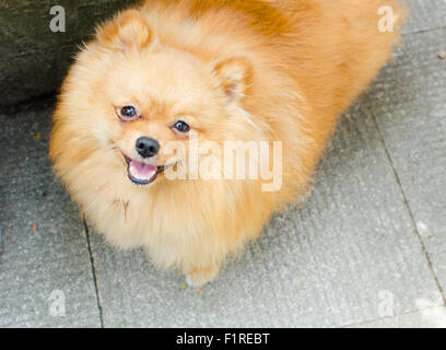 Un po' carino pomerania poppy ti guarda con il suo piccolo viso sorridente. Foto Stock