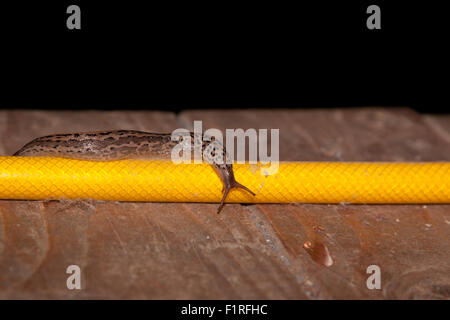 Un grande leopard slug viaggia lungo un giallo tubo da giardino su un vecchio ponte di legno con un isolato di sfondo posteriore. Foto Stock