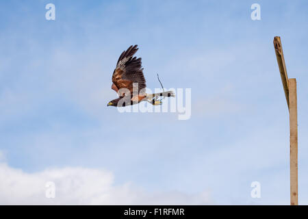 Una femmina di Lanner Falcon in volo al Beckbury Show 2015 Shropshire REGNO UNITO Foto Stock