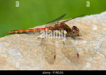 Il corposo rosso maschio adulto common darter dragonfly, Sympetrum striolatum, a riposo in un giardino Devon Foto Stock