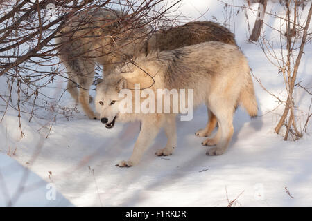 Tre lupi giocando insieme smettere di mangiare un po' di neve per dissetarsi in inverno foresta. Foto Stock