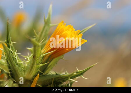 Bellezza con spine Foto Stock