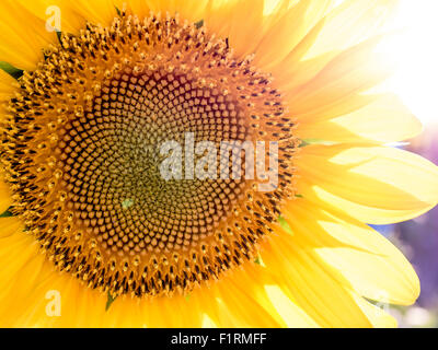In prossimità della faccia di semi di girasole. Foto Stock